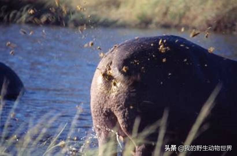 原创河马拉屎学问大把便便甩得满天飞舞有动物抢着帮它擦屁股