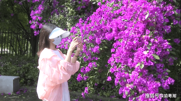 栀子花树多少钱一棵
