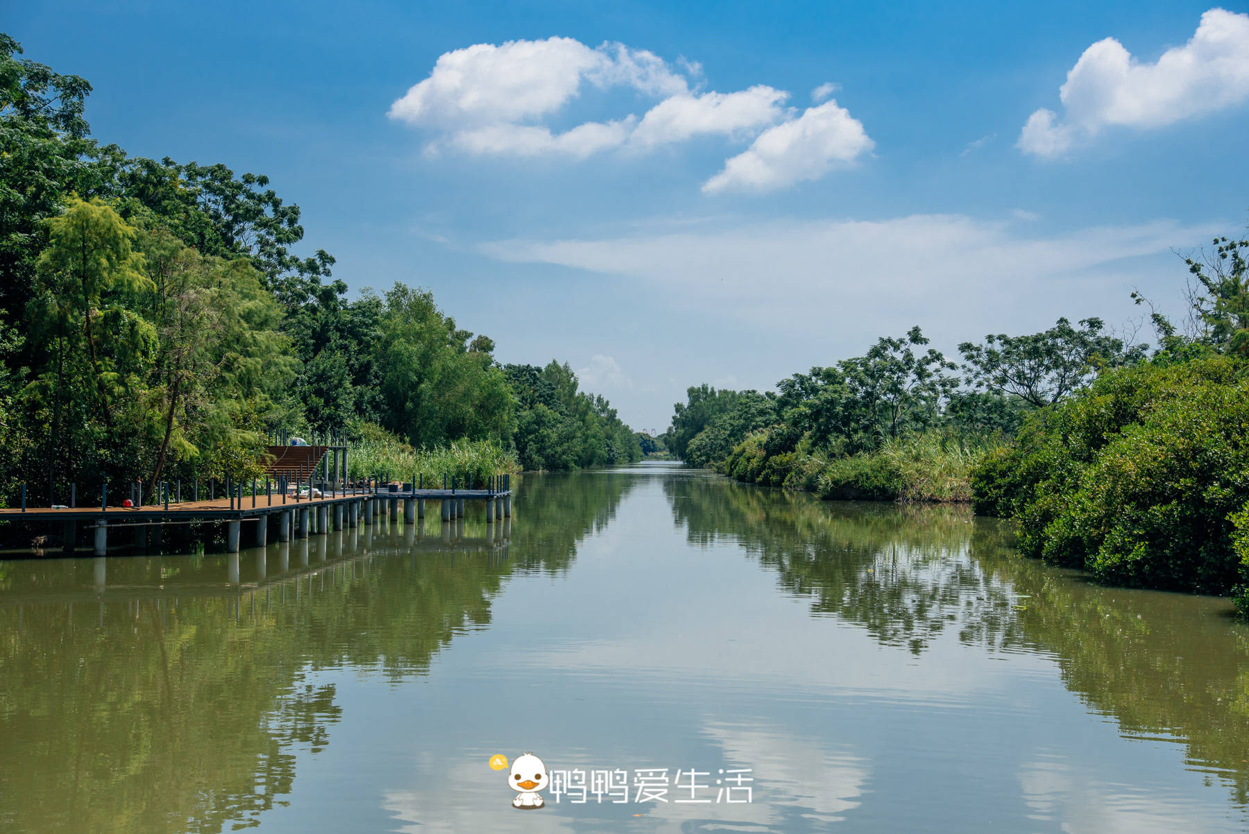 原创远离市区的广州南沙湿地公园有万顷荷田夏日赏荷休闲的好去处