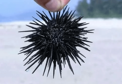 9个刺最多的动物极为罕见的见过4种以上算你牛