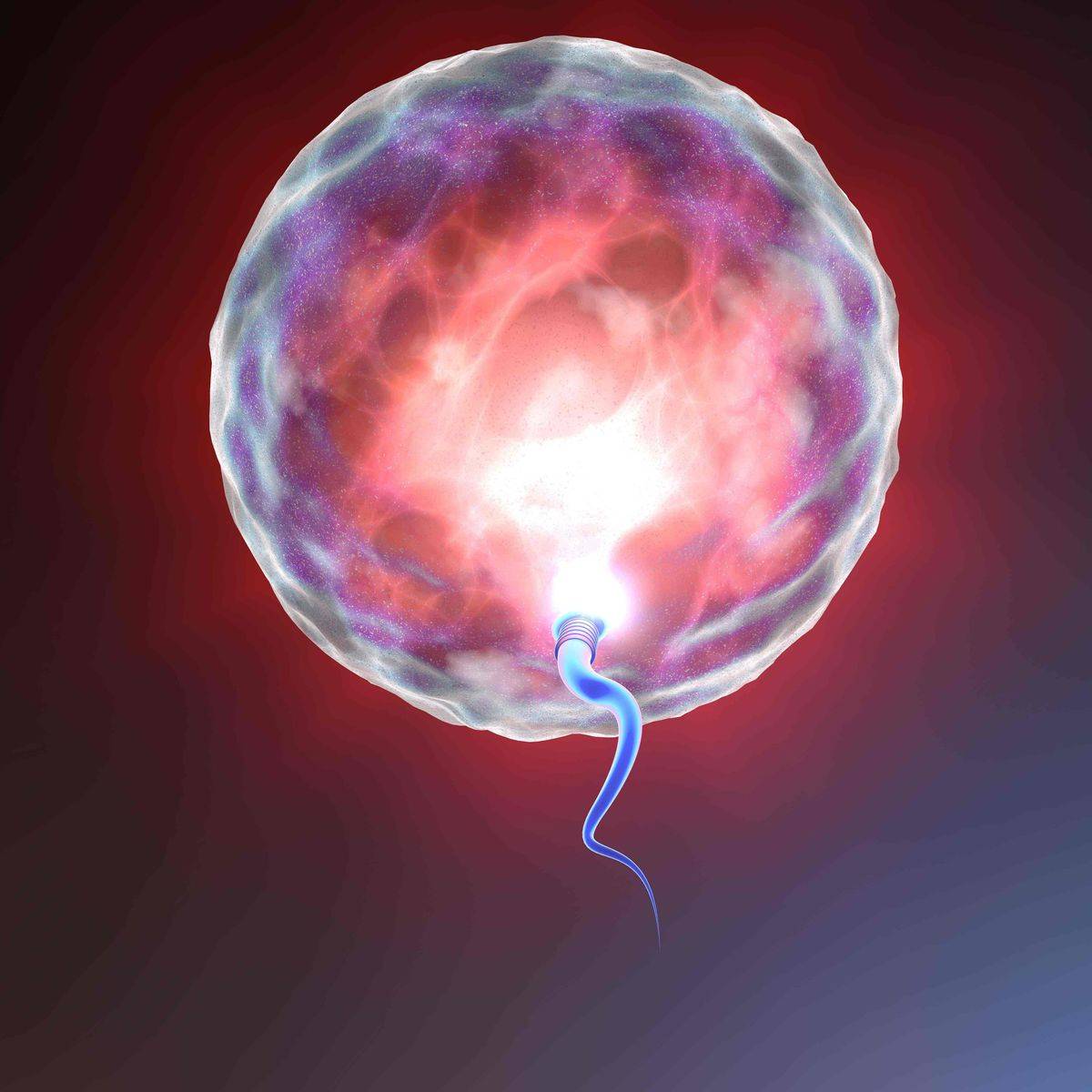 科学家拍到：精子和卵子结合的那一刻，真的会瞬间爆发出巨大闪光_卵细胞_原子_烟花