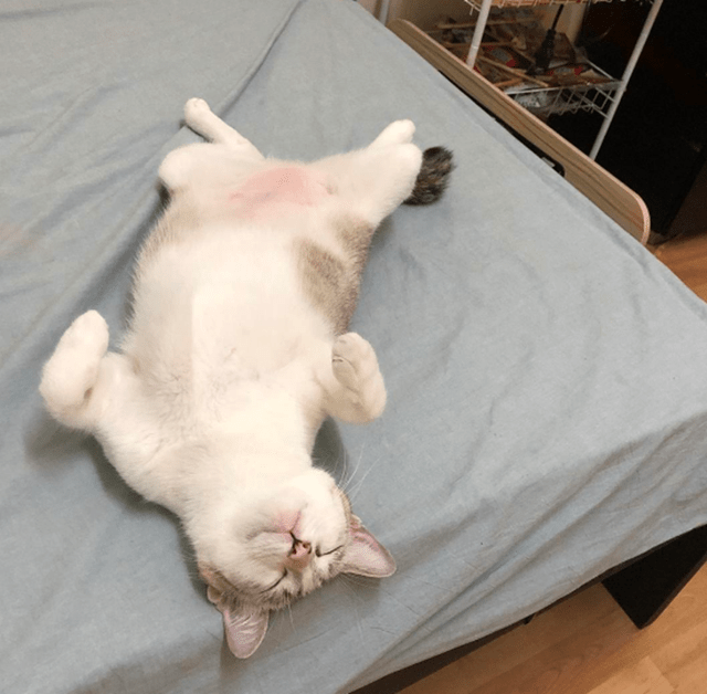 原创猫躺下来翻出肚皮是什么意思猫不让主人摸是为什么