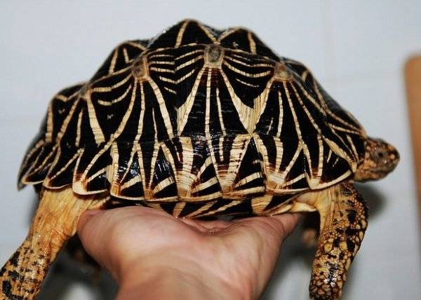 原创地球上5大最难饲养的陆龟第一通常会暴毙你养过几种