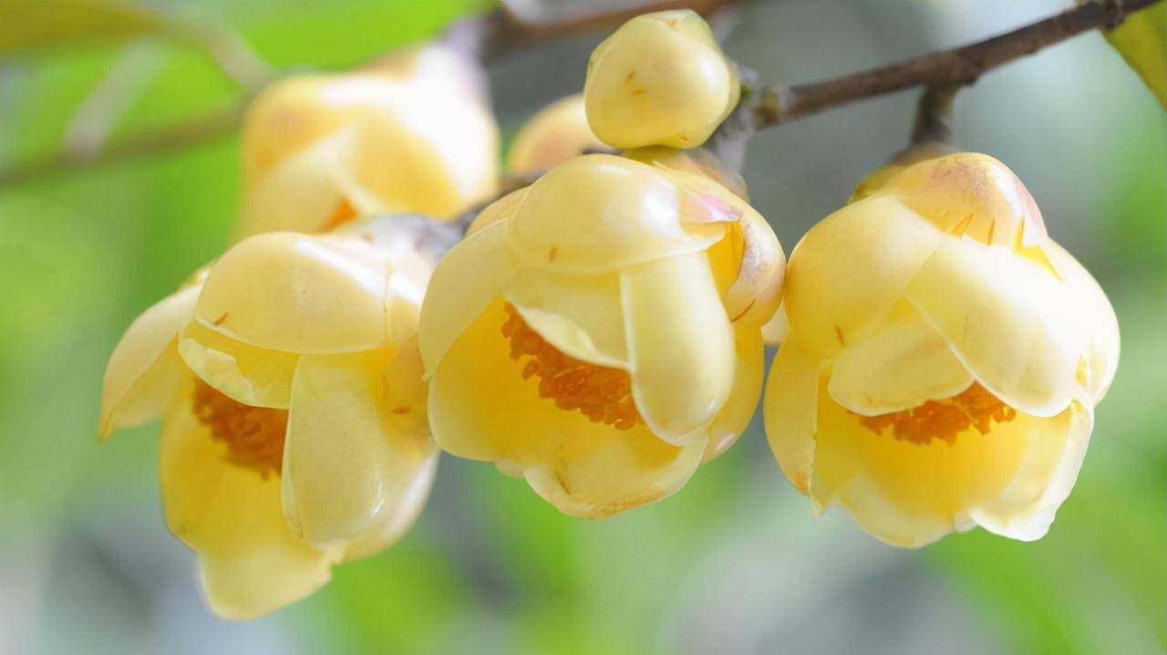 被誉为陆地海参的金茶花营养丰富观赏食用两不误