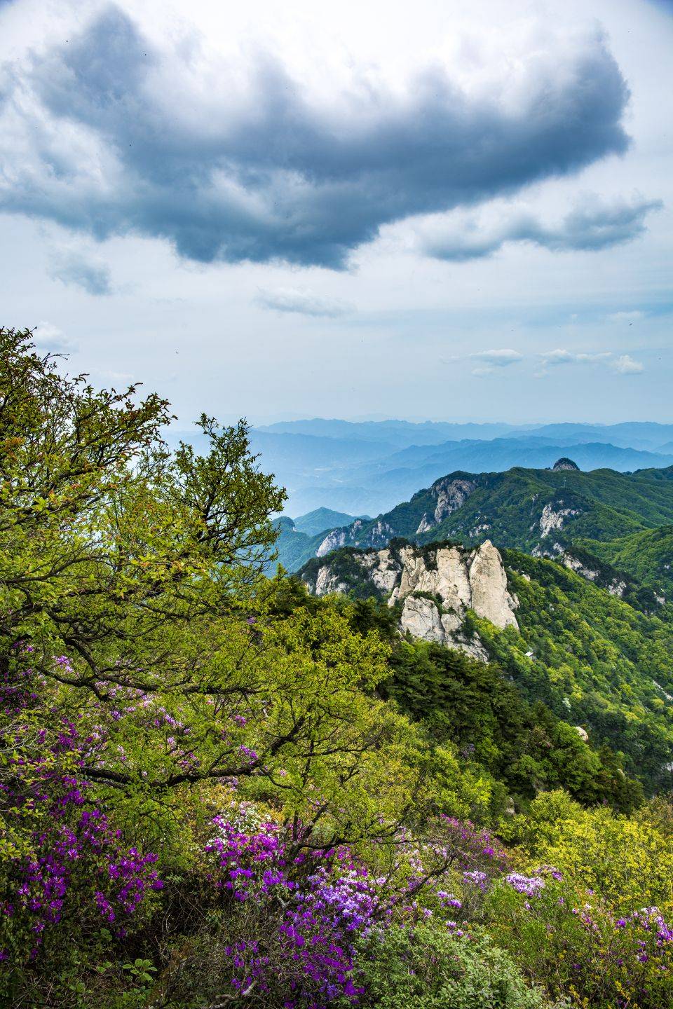 河南尧山:海拔1700米的秀雅杜鹃盛开_景区_鲁山县_平顶山
