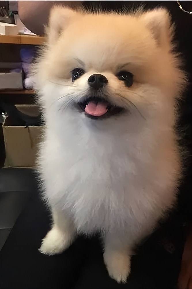 服从问题智商靠前,但注意力不集中博美的智商排名在狗狗智力榜的排名