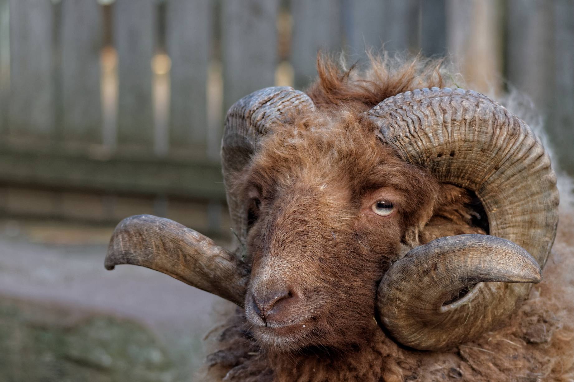 原创1只公羊最多能配30只母羊繁殖是件苦差事解读背后真相