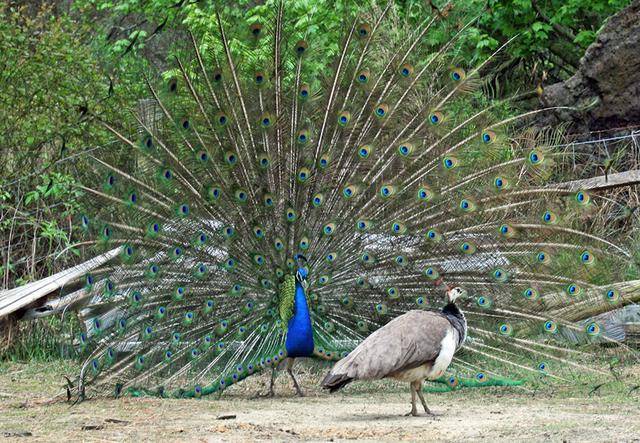 自然界中 为什么雄性大都比雌性漂亮 但人类女性却比男性漂亮 动物 基因 后代
