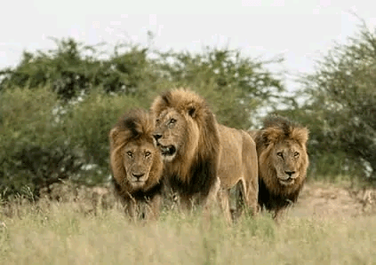 原创伯明翰雄狮如巨星升起又如流星陨落