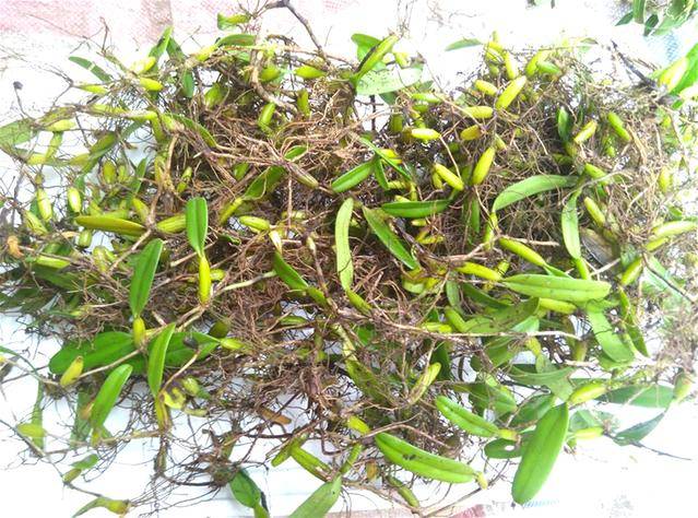 农村植物野草"果上叶",常见但珍贵价值大,请珍惜,止咳良药_鳞茎_石头