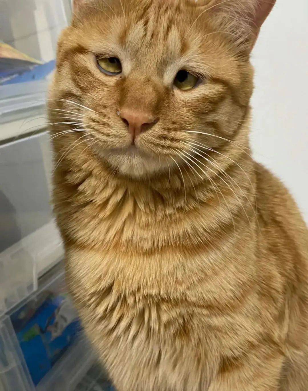 眼神看起来就挺聪明的样子瞅你这没见识的样《传说中的二五眼》懂了吗