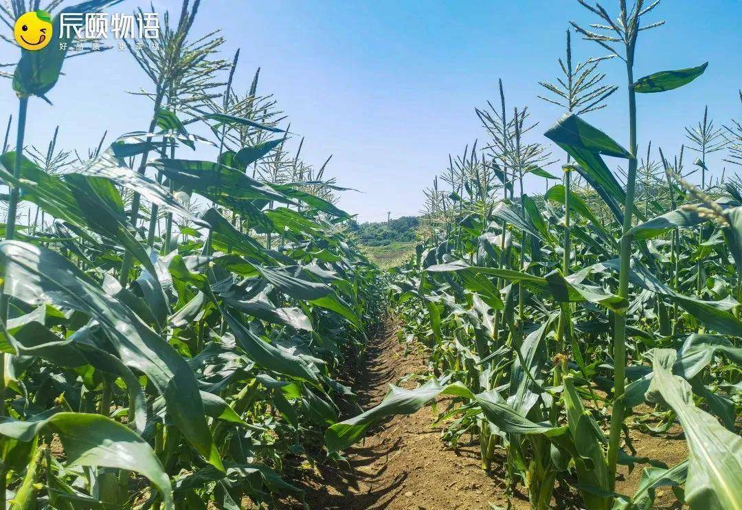 辰颐物语牛奶玉米:度高,香气浓郁,脆爽可口,满是阳光的味道_种植_因为
