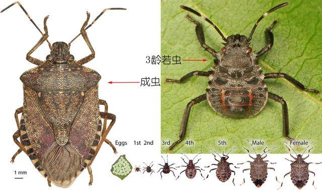 同样是蝽,为什么你却是吃蝽的蝽_昆虫_荔枝_bugs