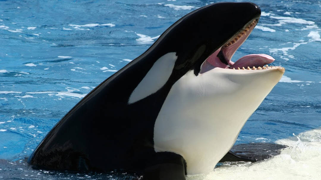 曾有一种海豚称霸海洋,能让虎鲸瑟瑟发抖