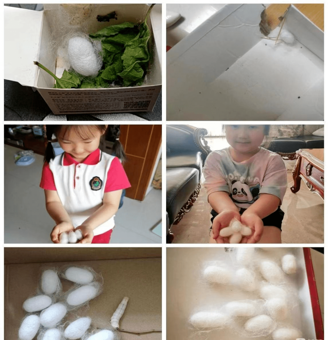 经过孩子们悉心照顾,蚕宝宝们终于变成了漂亮的蚕茧.