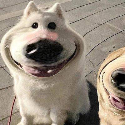 可爱动物情侣头像一对两张萌宠走上一波