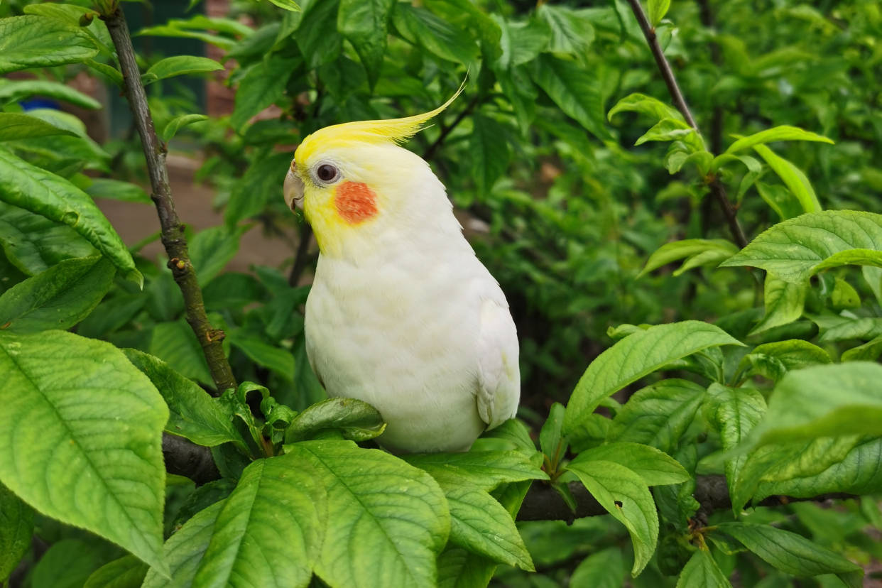 难怪能够"通杀"养宠物的朋友们,这鹦鹉也太漂亮了_玄凤_派特_羽毛