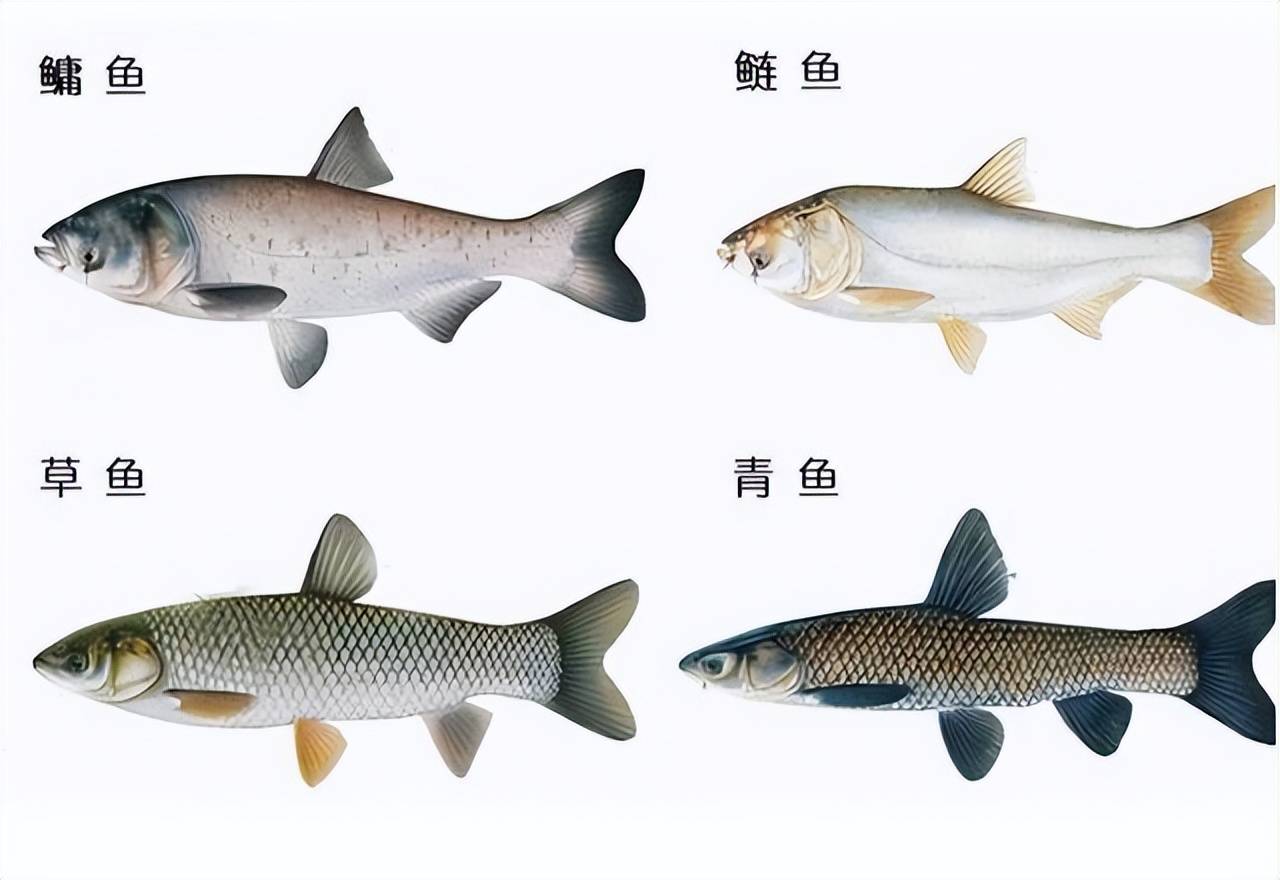 用户照片-Mylopharyngodon piceus-青鱼-喵潜AI鱼类辨识 FISH ID - 你的在线鱼书