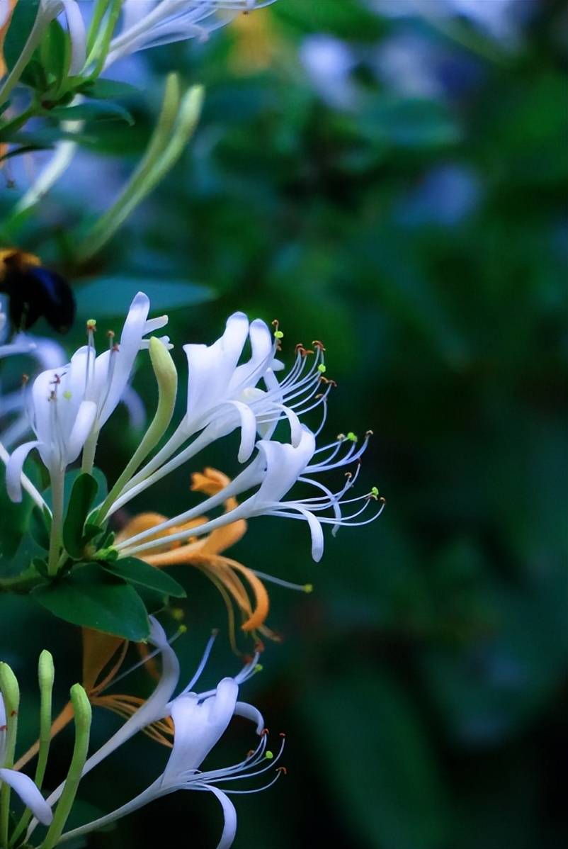你知道忍冬花也叫金银花吗诗词里的金银花自然界中的金色天使