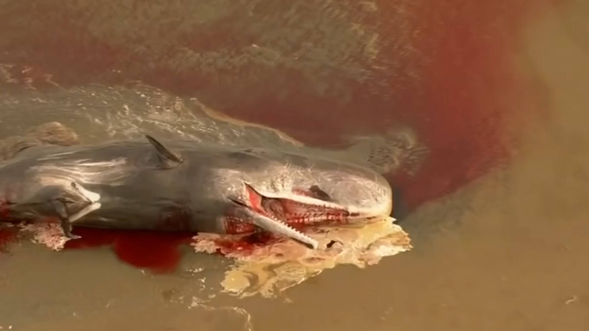 原创鲸爆大自然的炸弹世界上最巨大的生化武器