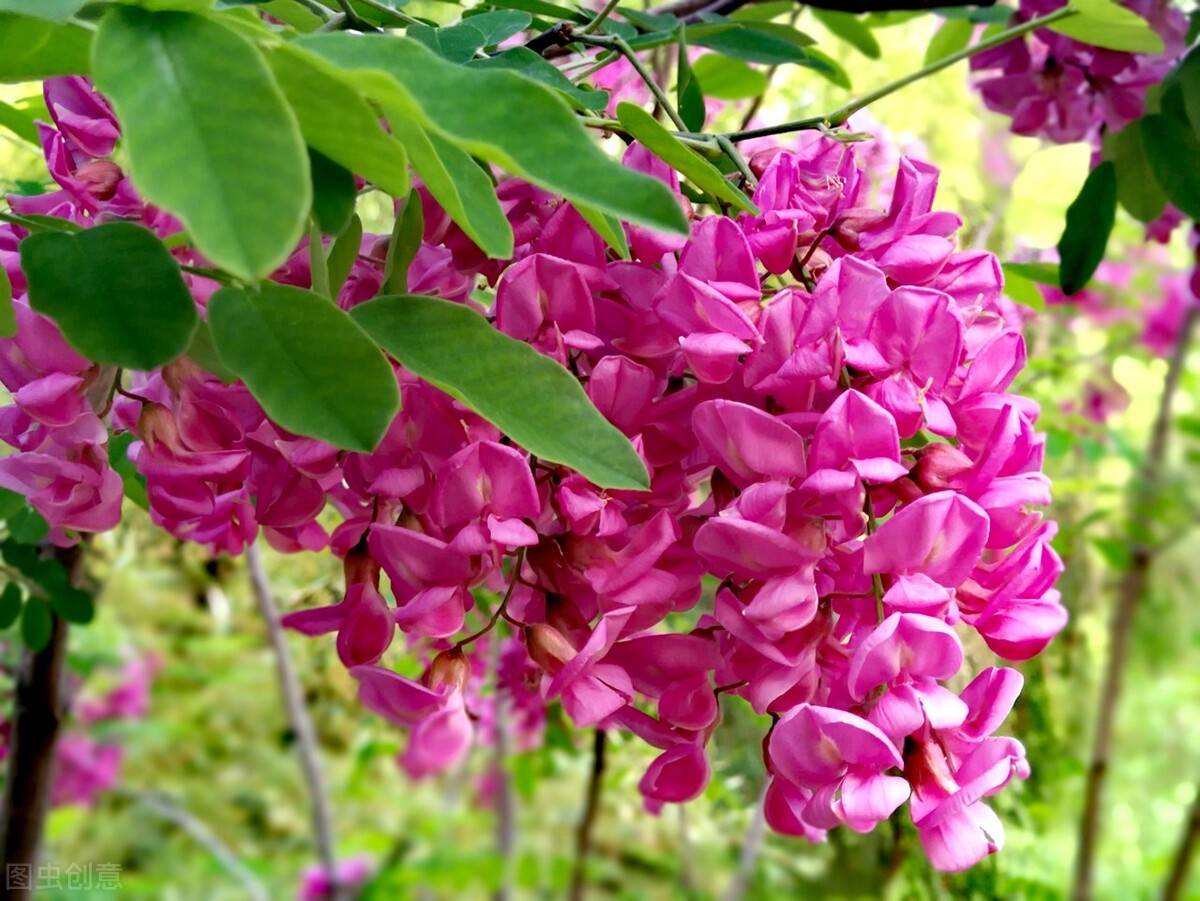 槐香飘远季节 紫色的槐花能吃吗 食用 有毒 观赏植物