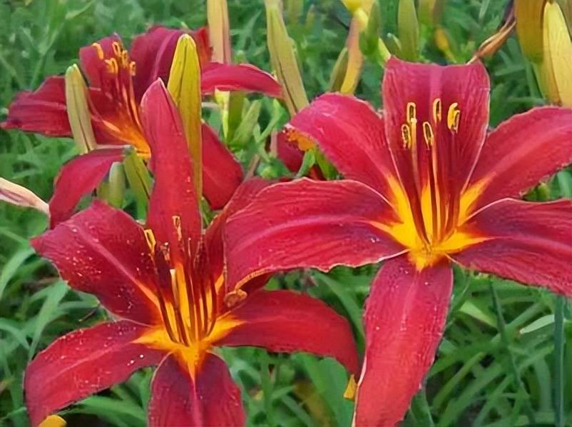 六月在花园里开得正盛的萱草又名忘忧草黄花菜名美味也美