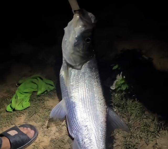 安徽一男子用路亞夜釣,罕見釣獲