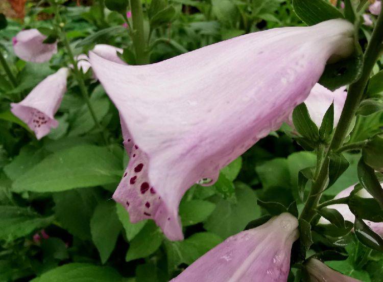 原创芭蕉雨夏初雨天外诗词十一首