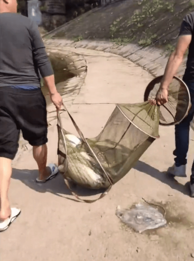 原创老成精四川一水库鲶鱼王被人钓起重89斤许多人劝放生