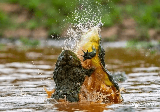 非洲巨蛙vs非洲牛蛙图片