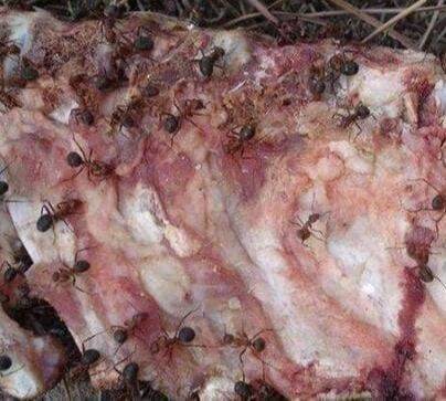 非洲食人蚁,整齐有序的军团,4分钟就能把人类啃食成白骨_蚂蚁_时候