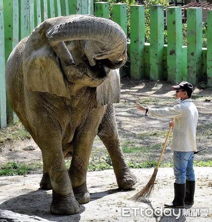 京城大哥大象图片
