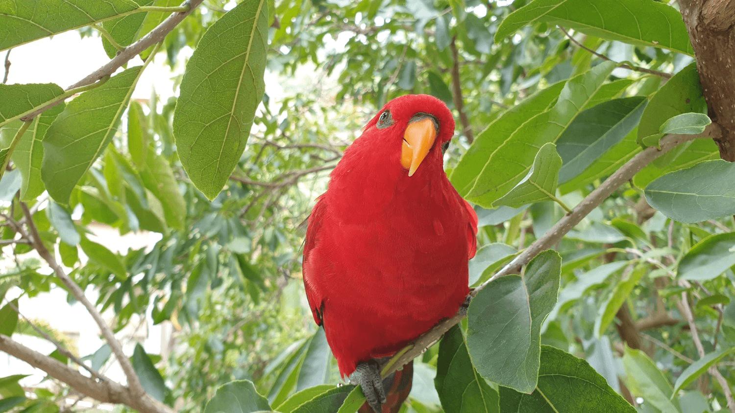 滕州红鹦鹉图片
