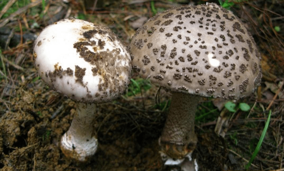 原创云南六种常见野生毒菌白毒伞最为致命堪称野生菌里的银环蛇