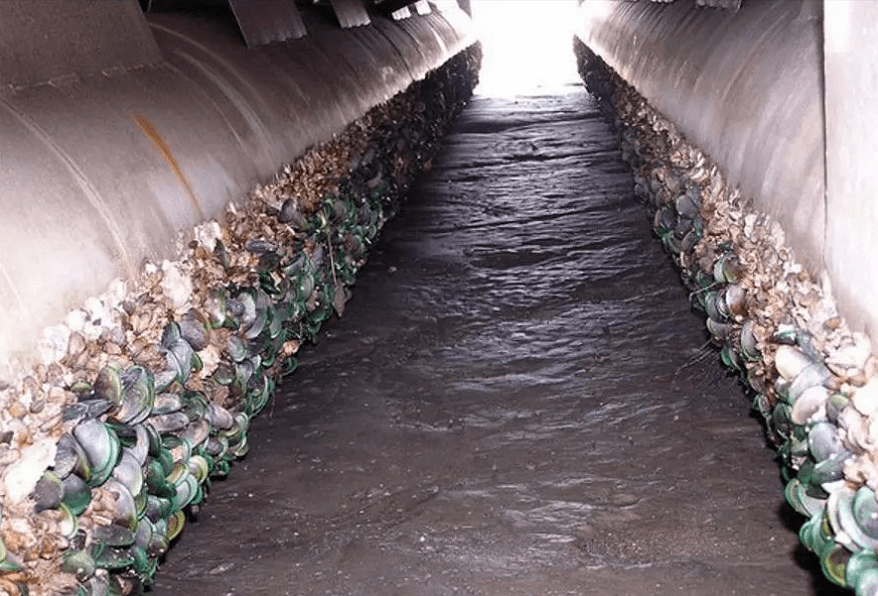 轮船船底每次刮下几十吨海鲜都卖到海鲜市场了这种海鲜能吃吗