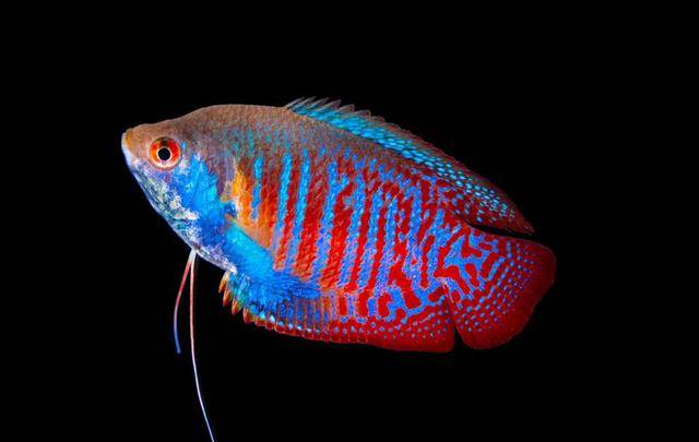 原创丽丽鱼适合水温是多少丽丽鱼的寿命有多长