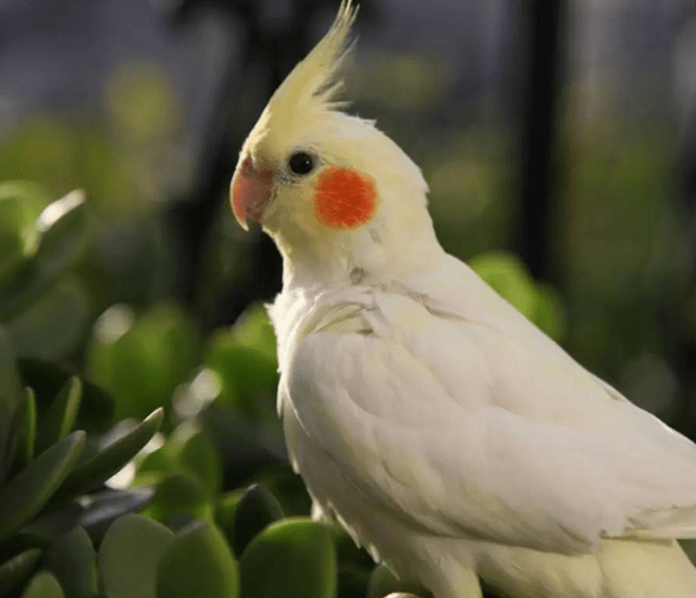 旋风鹦鹉的寿命最长是多少年它会说话吗