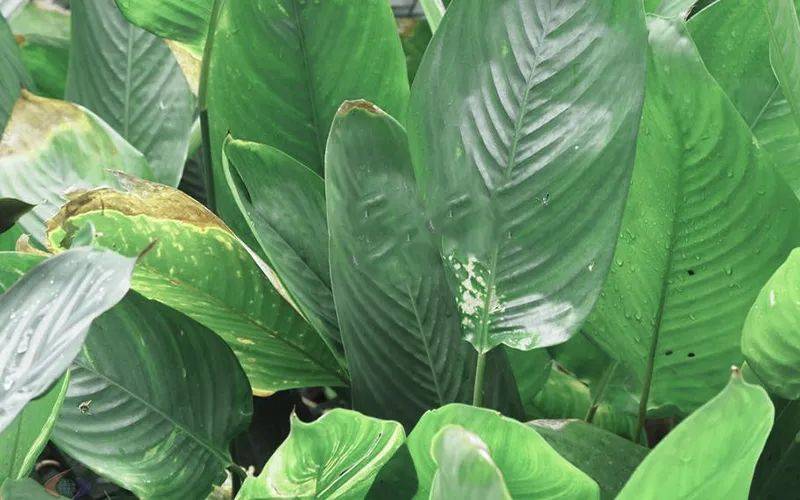 端午节各科老师可以这样上课