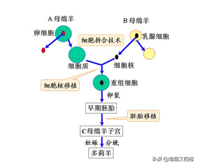 克隆羊多莉流程图图片