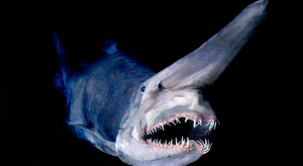 贴近深海怪鲨图片