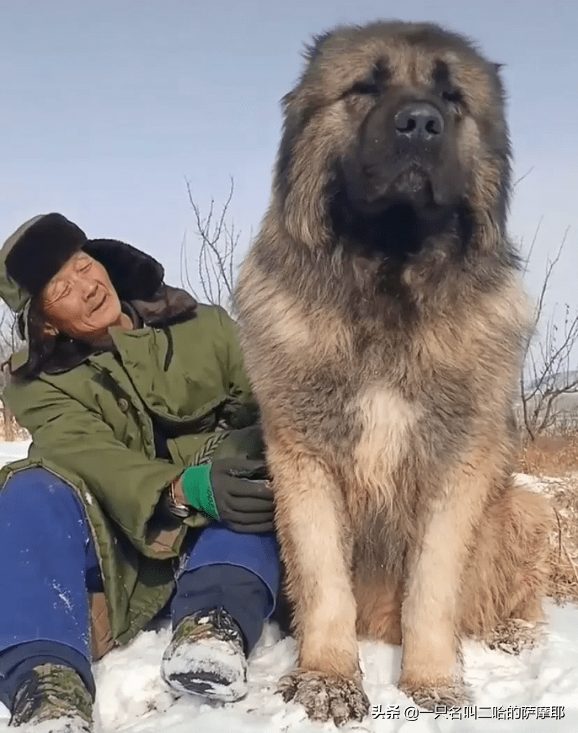 它和大灰狼是近亲 大名鼎鼎的北欧巨兽 发起狠五个壮汉都降不住 高加索 育种 俄罗斯