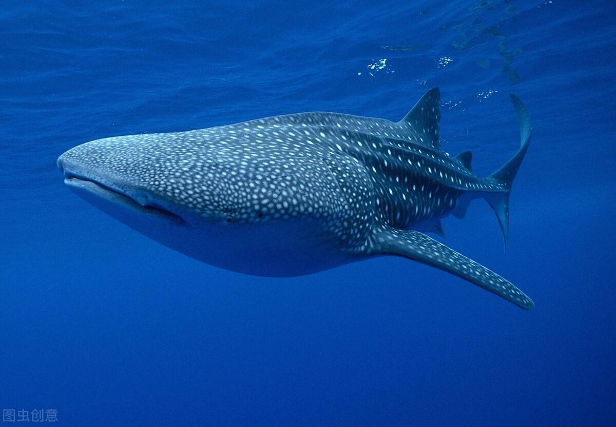 世界最大"鱼王"-鲸鲨,迁徙路线无人所知_鲨鱼_海域_哺乳动物
