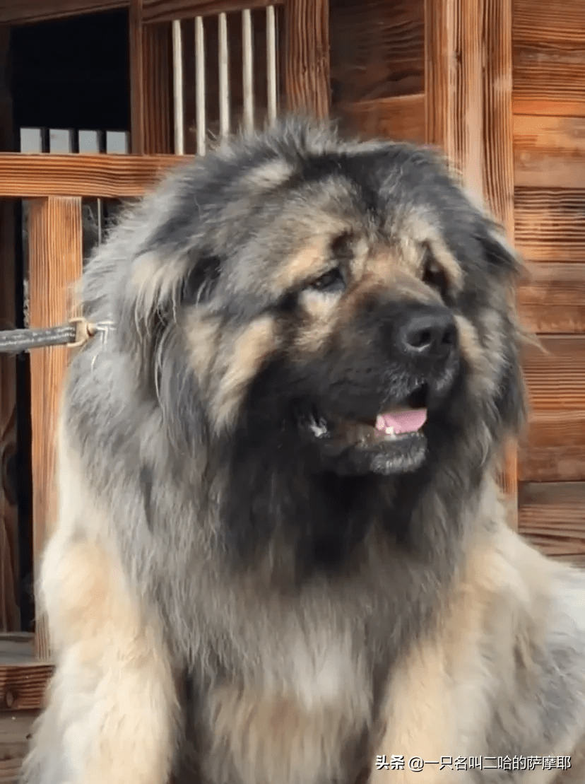 它和大灰狼是近亲 大名鼎鼎的北欧巨兽 发起狠五个壮汉都降不住 高加索 育种 俄罗斯