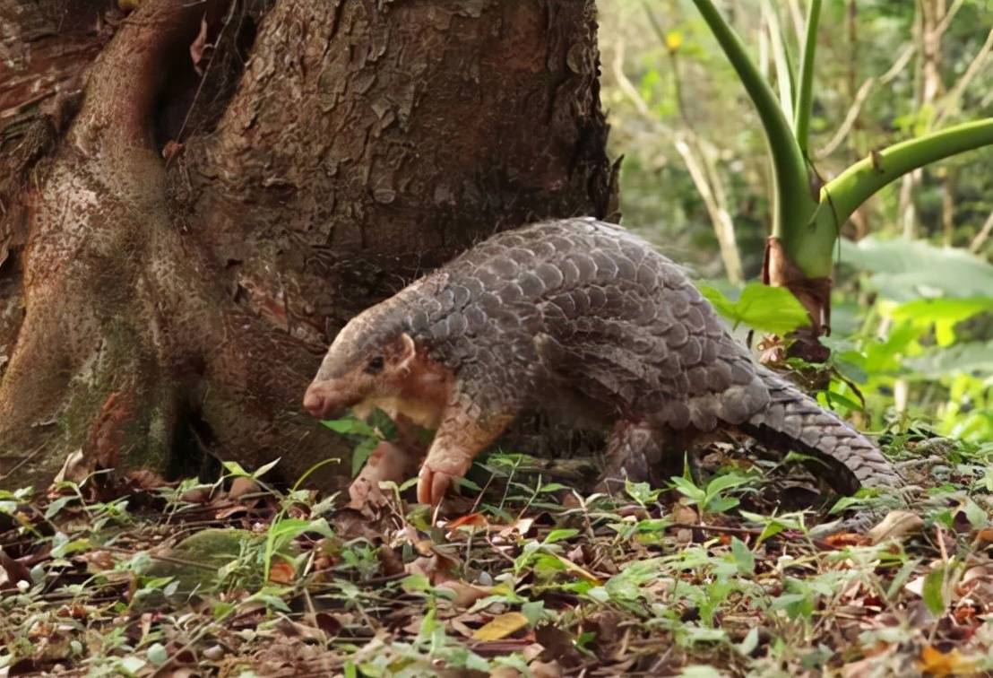 广东多地自然保护区内,通过红外自动相机,拍到了110多种野生动物的