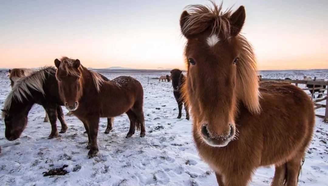 冰岛拥有世界上保持最纯洁血统的马种——冰岛矮脚马(icelandic pony)
