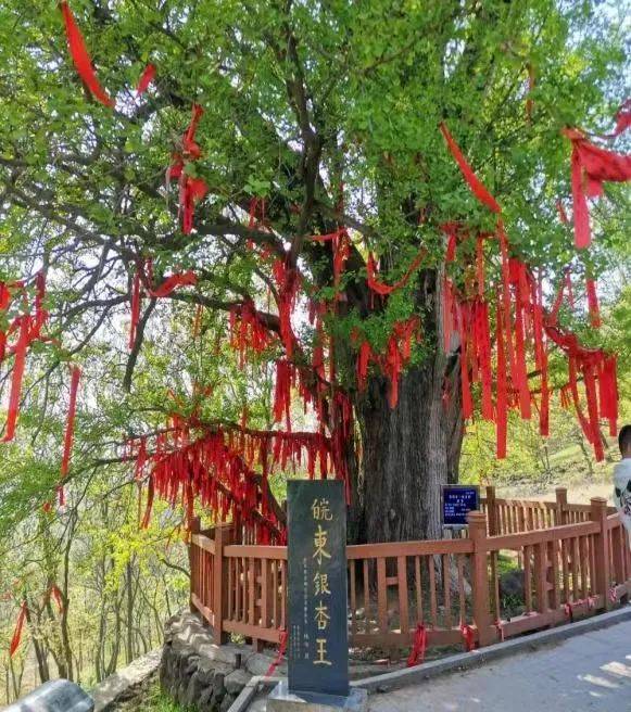 旅遊線路:張山仰山賞萬畝桃花→品美食(意農園,狗骨頭)→皖東烈士陵園