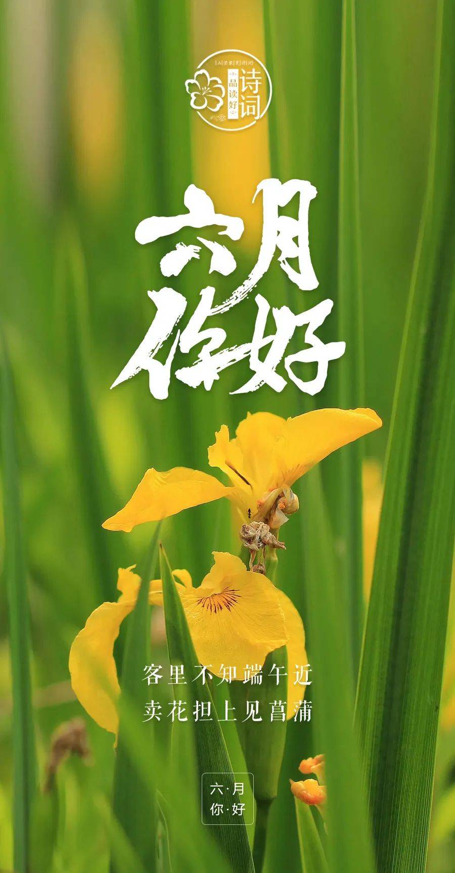原创六月你好焕发出人生的美丽一起迎接充满活力的盛夏