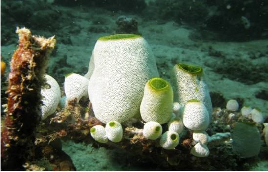 吃海鞘可以逆转衰老迹象研究人员表示需谨慎对待