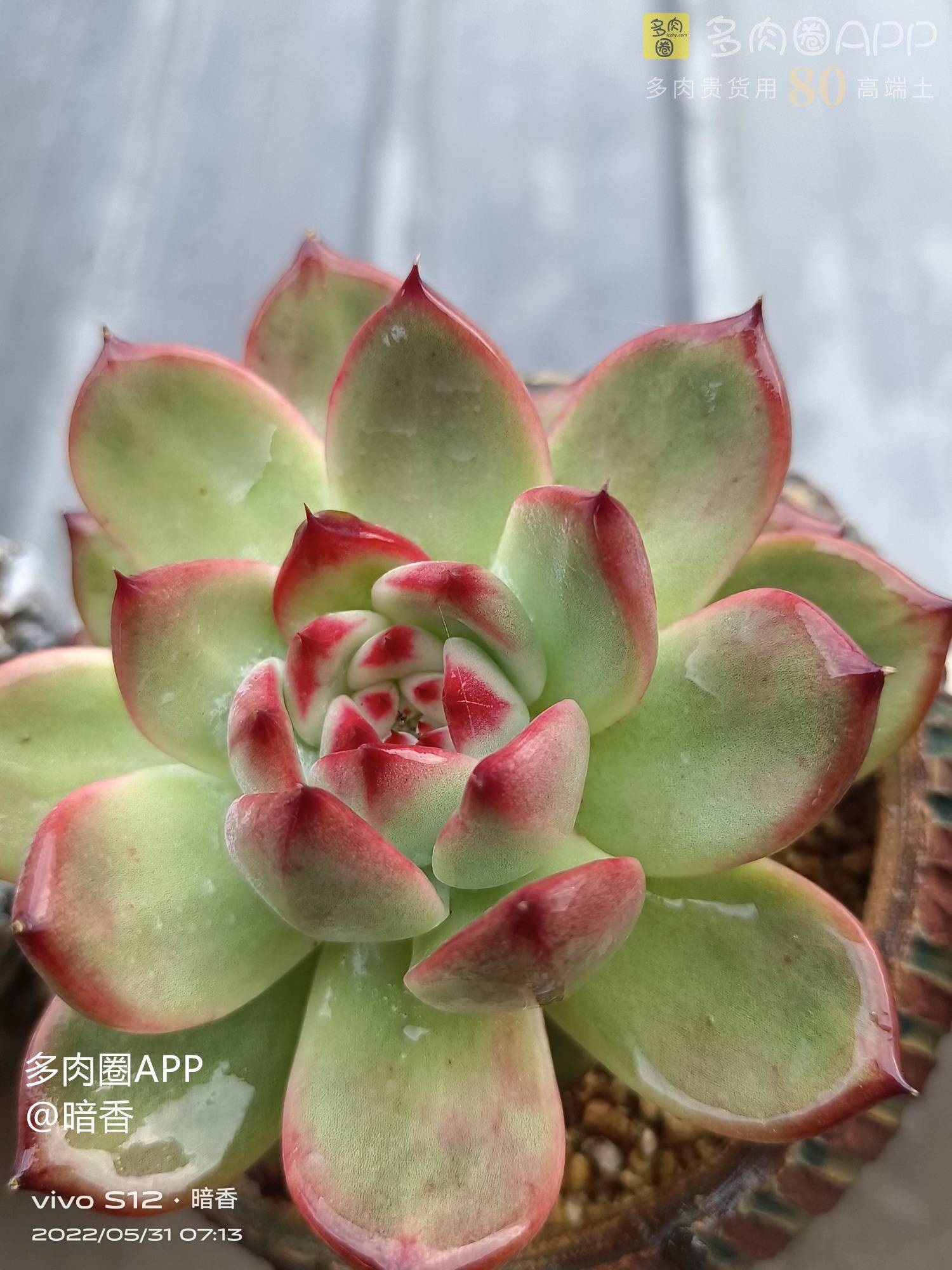 夏季养护的小建议 适合新手宝宝们建议收藏 植物 容器 阳光 夏季养护的小建议 适合新手宝宝们建议收藏 植物 容器 阳光