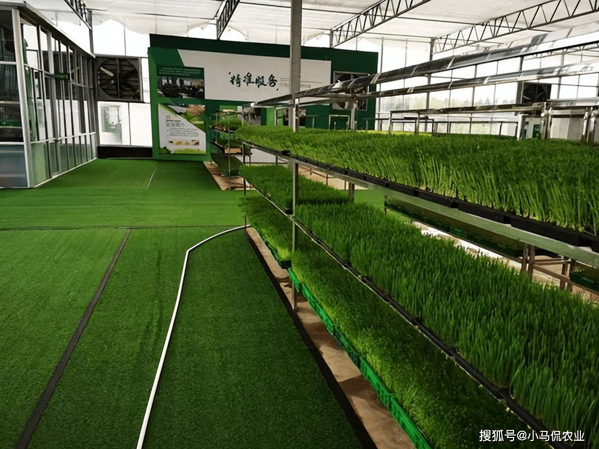 麦芽草种植前期讲究多,种植前先要浸种,养殖户把种子放在一个塑料瓶里